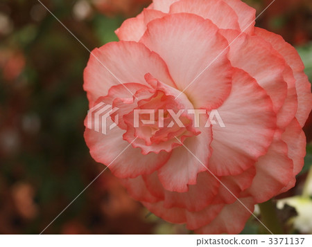 燈泡海棠花 3371137