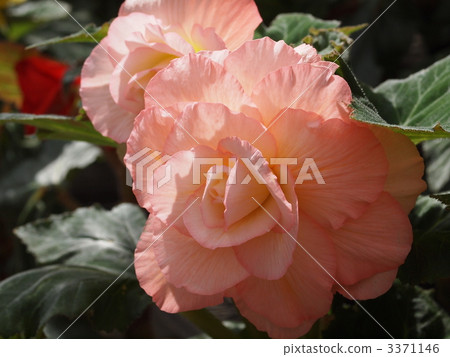 Bulb Begonia flowers Bulb Begonia flowers 3371146