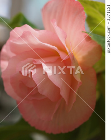 Bulb Begonia flowers 3371151