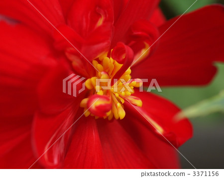 燈泡海棠花 3371156