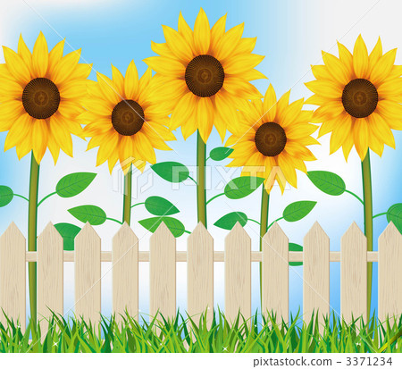 向日葵盛開的花園 3371234