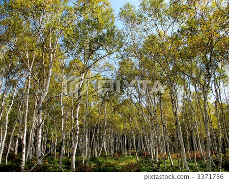 白樺白色葉子 3371786