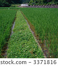 rural districts, paddy, rice plant 3371816