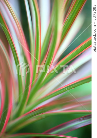 dracaena, foliage, leaf 3372095