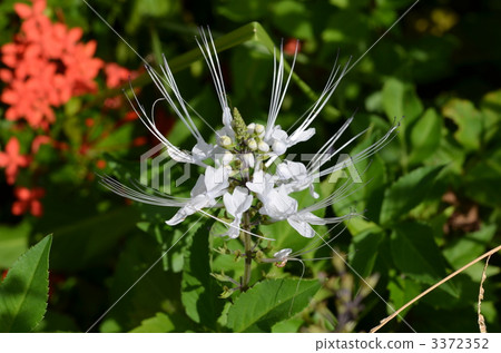 Kumisquatin flower 3372352