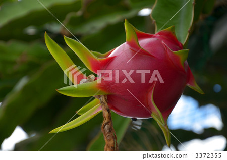 Dragon fruit Dragon fruit 3372355