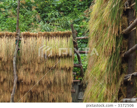 haza-kake, haza cover, rice harvesting 3372506