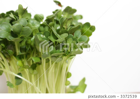 蘿蔔芽 3372539