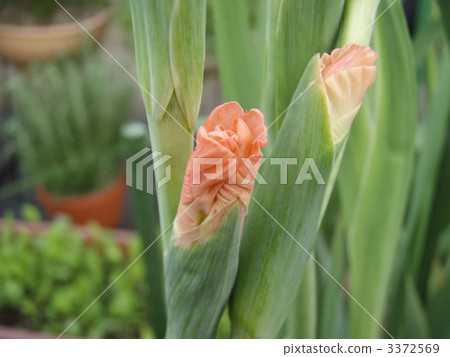 Gladiolus 3372569