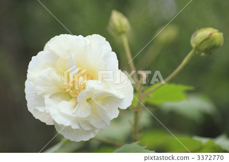 confederate rose, cotton rosemallow, hibiscus mutabilis 3372770