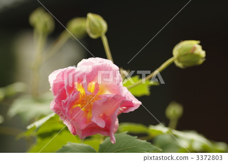 木芙蓉 芙蓉 蓓蕾 3372803