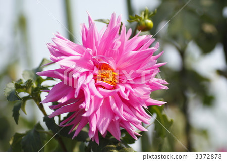 dahlia, dahlias, dahlipinnata 3372878