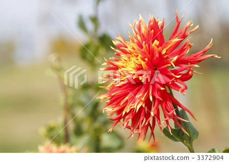sean tel, dahlipinnata, dahlia 3372904