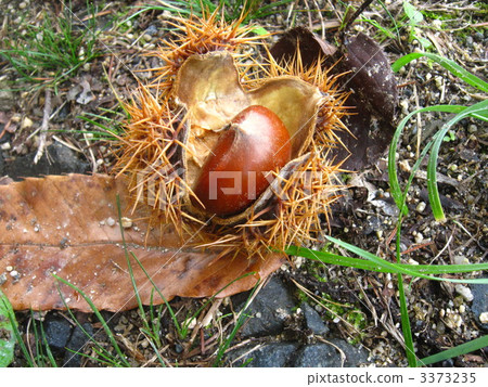 chestnut, chestnuts, japanese chestnut 3373235