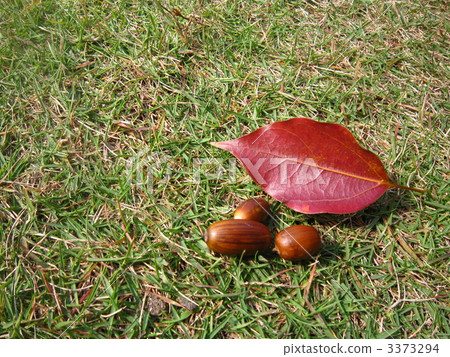 橡果 落葉 楓樹 3373294
