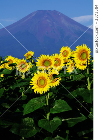 sunflower	 3373384