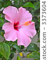 Hibiscus 3373604