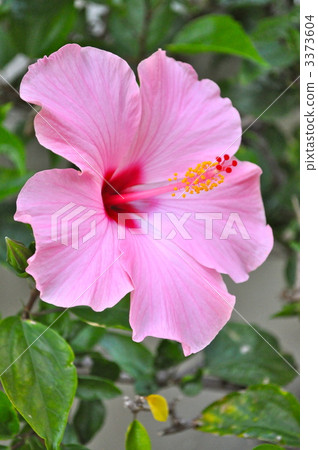 Hibiscus Hibiscus 3373604