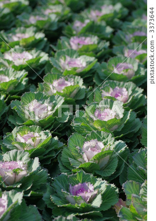 花白菜領域 花白菜領域 3373644