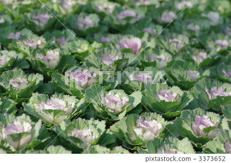 花白菜領域 3373652