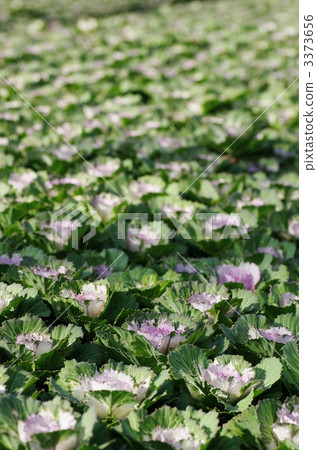 花白菜領域 3373656