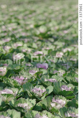 花白菜領域 花白菜領域 3373661