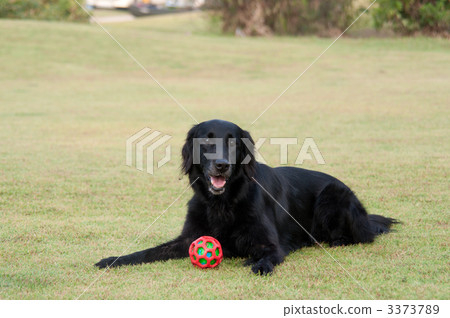 平塗獵犬 平塗獵犬 3373789