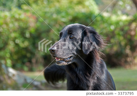平塗獵犬 平塗獵犬 3373795