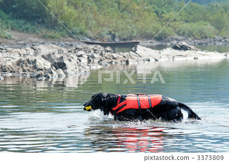 平塗獵犬 平塗獵犬 3373809
