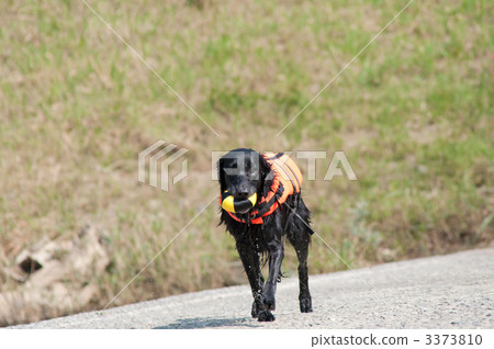 平塗獵犬 平塗獵犬 3373810