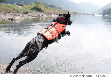 平塗獵犬 平塗獵犬 3373815