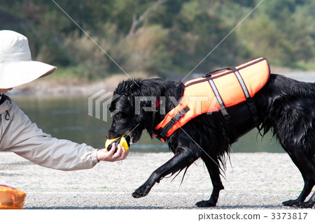 平塗獵犬 平塗獵犬 3373817