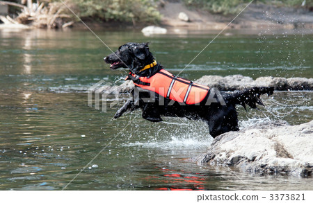 平塗獵犬 平塗獵犬 3373821