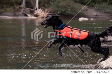 平塗獵犬 平塗獵犬 3373825