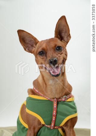 微型杜賓犬擁抱脖子 3373858