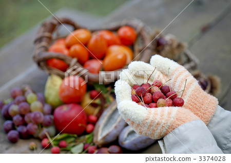 四照花 山茶種子 水果 3374028