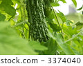 bitter gourd, bitter melon, bitter squash 3374040