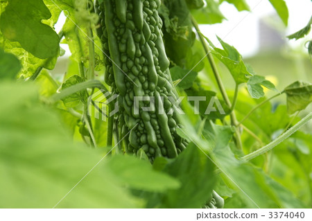 bitter gourd, bitter melon, bitter squash 3374040