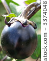 eggplant, vegetables, vegetable 3374048