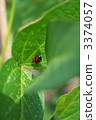 ladybug, ladybugs, bug 3374057
