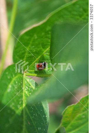 ladybug, ladybugs, bug 3374057