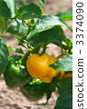 bell-pepper, Bell Peppers, bell pepper 3374090