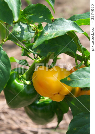 bell-pepper, Bell Peppers, bell pepper 3374090