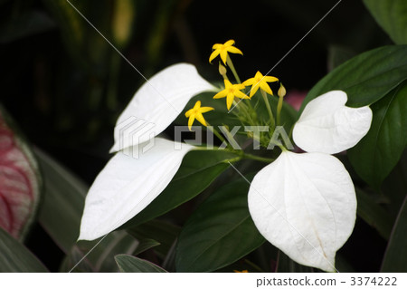 Conlonka Conlonka 3374222