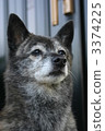 dog, dogs, Kai Ken dog 3374225