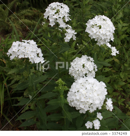 Rhododendron 3374249