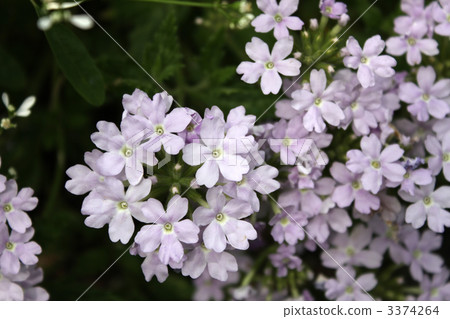 馬鞭草Tenerera 3374264