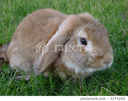 荷蘭垂耳兔 兔子 兔 3374268