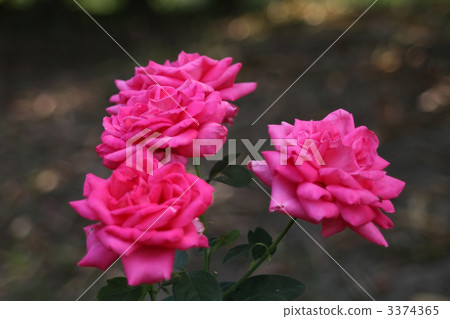 Maria Callas 3374365