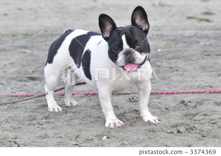 沙灘法國鬥牛犬2 3374369